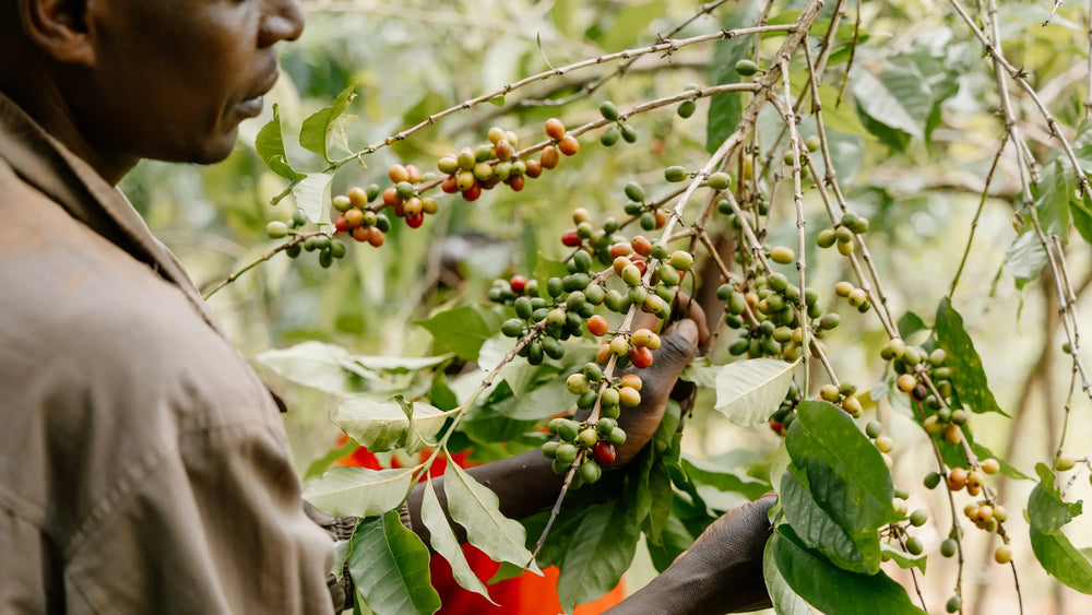 
                  
                    Load image into Gallery viewer, Many Hands, Beautiful Hills — Burundi Tasting with Passenger Coffee, August 17th 2024
                  
                