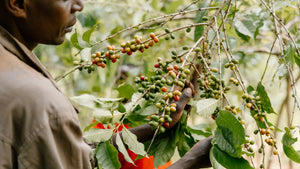 
                  
                    Load image into Gallery viewer, Many Hands, Beautiful Hills — Burundi Tasting with Passenger Coffee, August 17th 2024
                  
                
